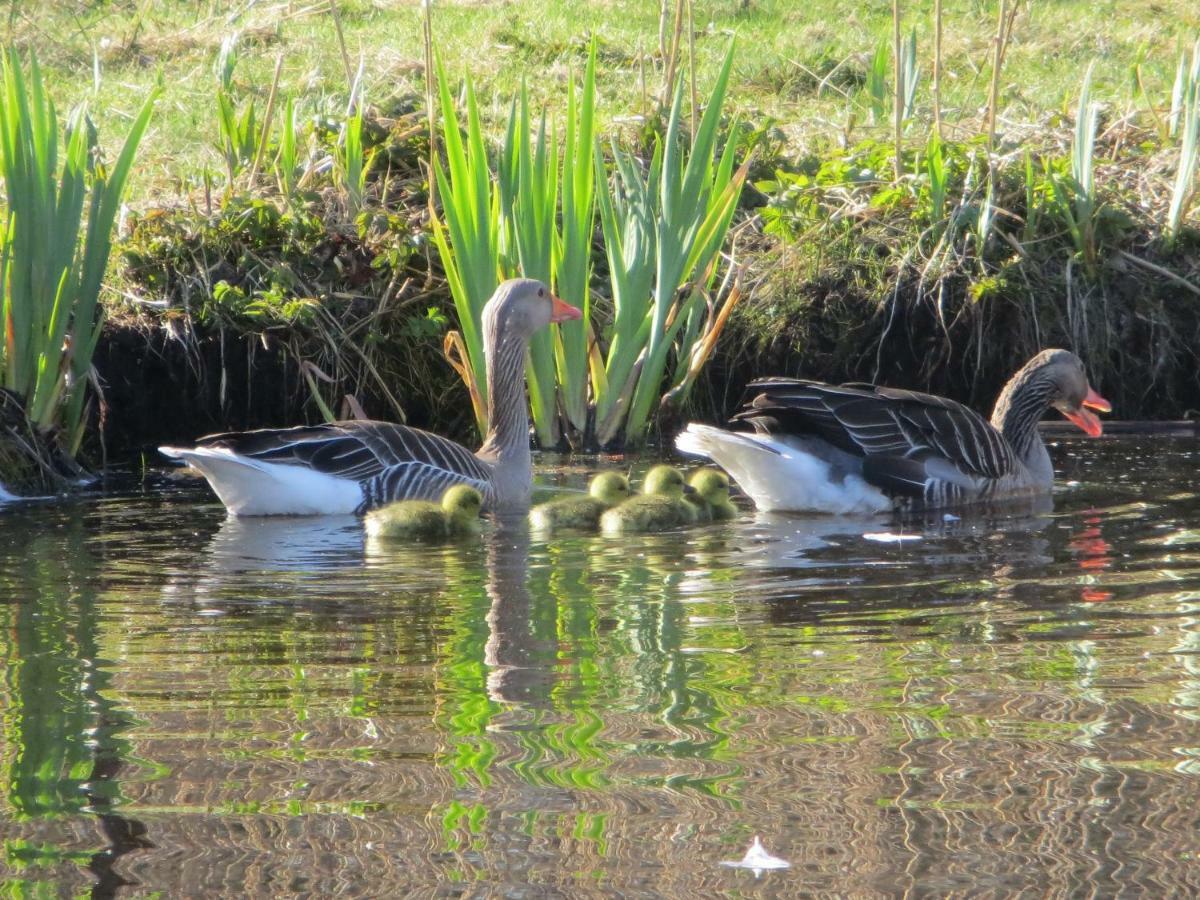 Sielanka - Domki I Pokoje Pod Leba Zarnowska ภายนอก รูปภาพ